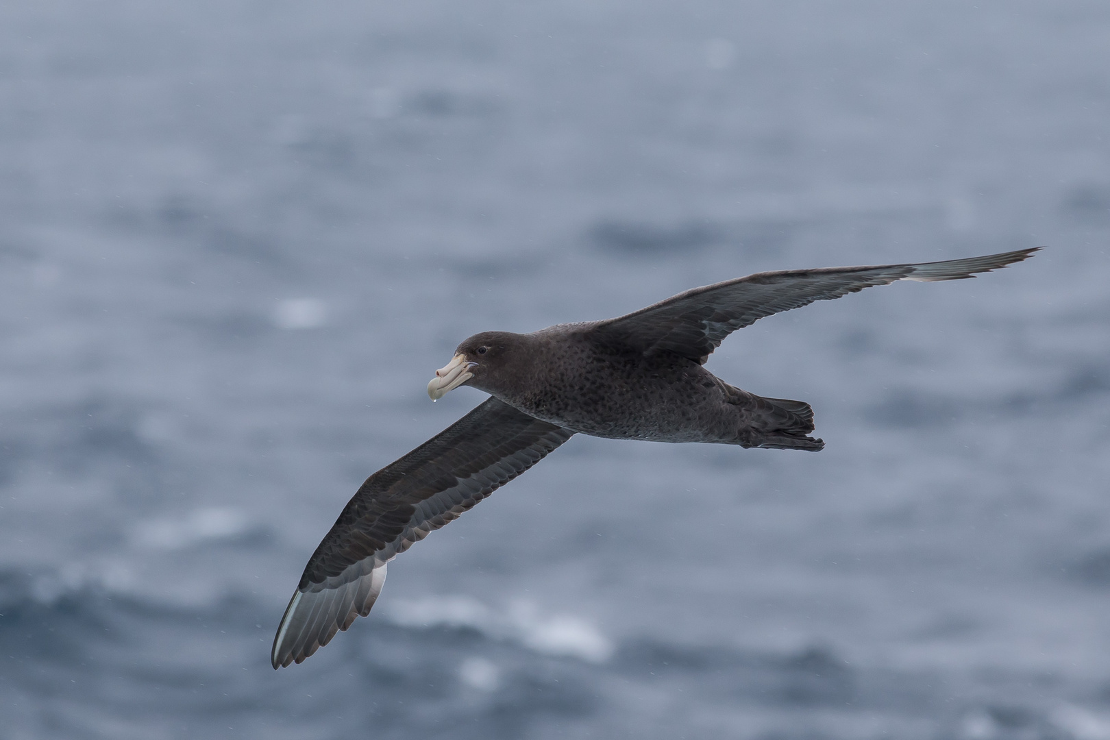 Riesensturmvogel, unterwärts