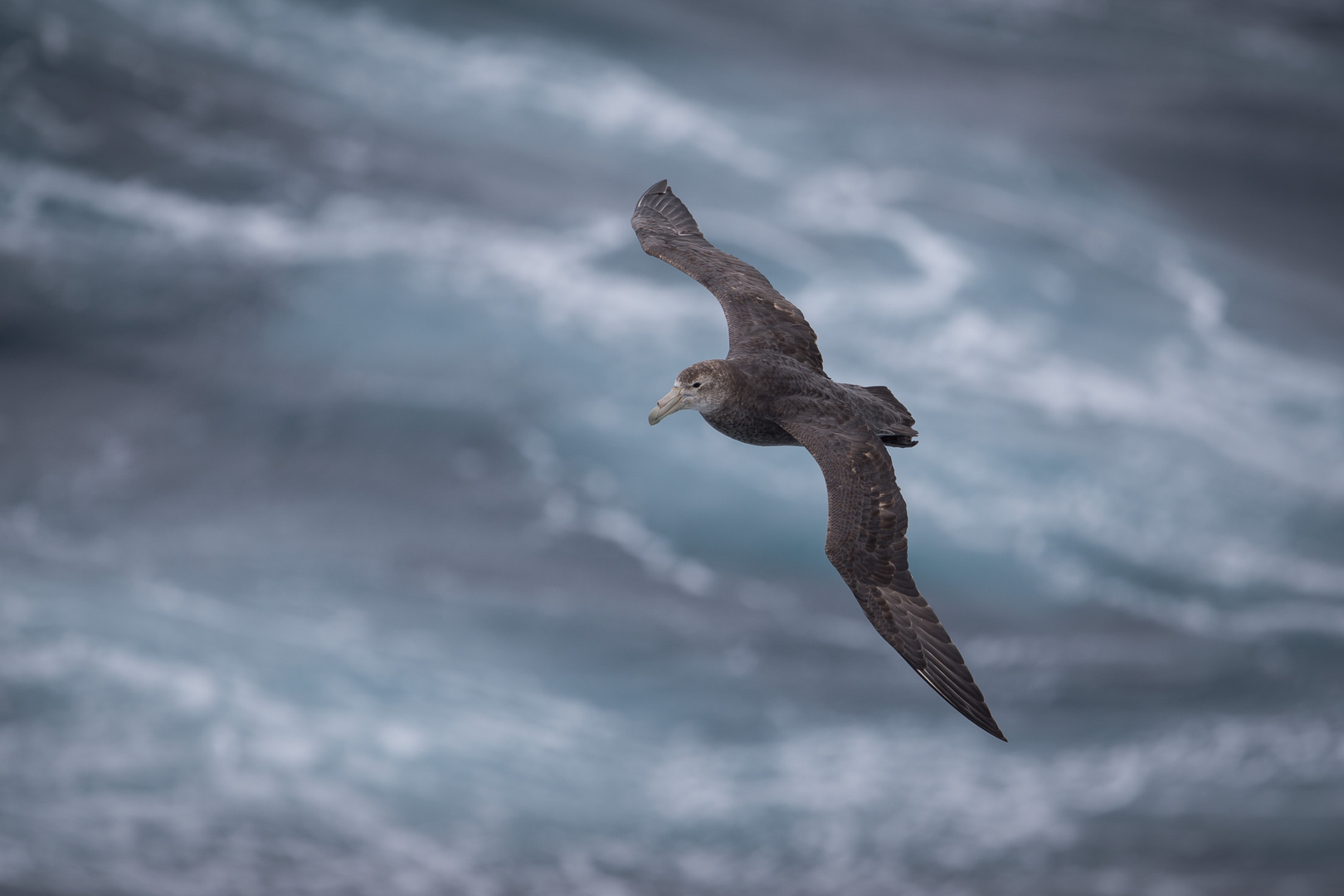 Riesensturmvogel, von oben