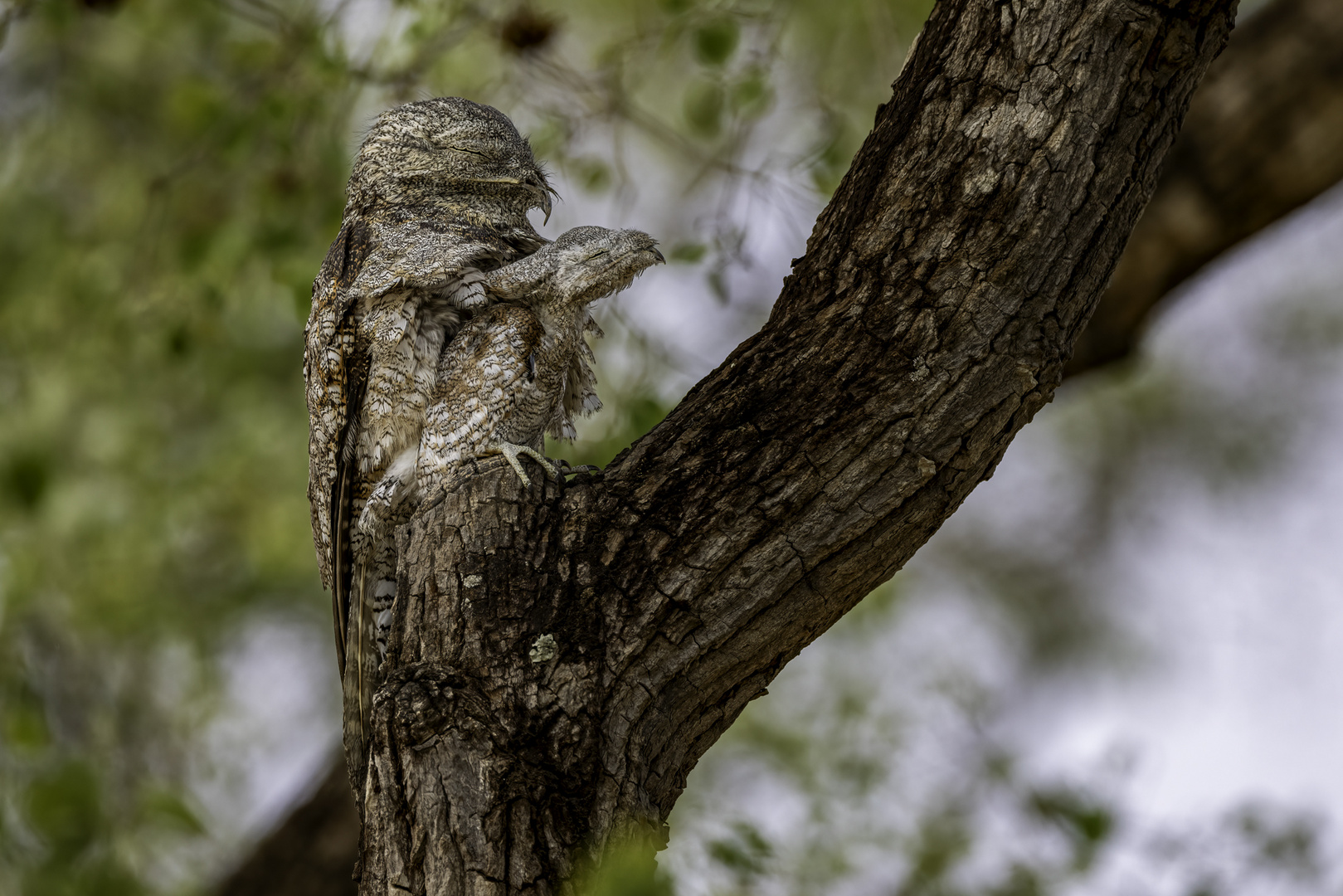 Riesentagschläfer mit Nachwuchs (Great Potoo)