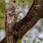 Riesentagschläfer mit Nachwuchs (Great Potoo)