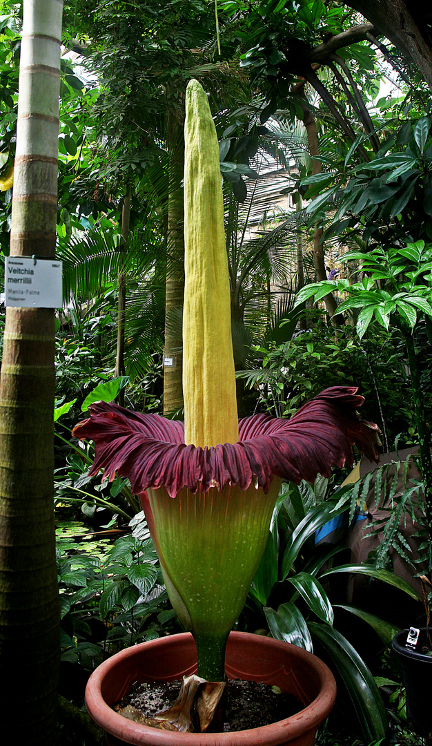 Riesentitanwurz im Tropenhaus des Botanischen Gartens Köln