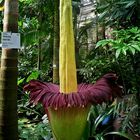 Riesentitanwurz im Tropenhaus des Botanischen Gartens Köln