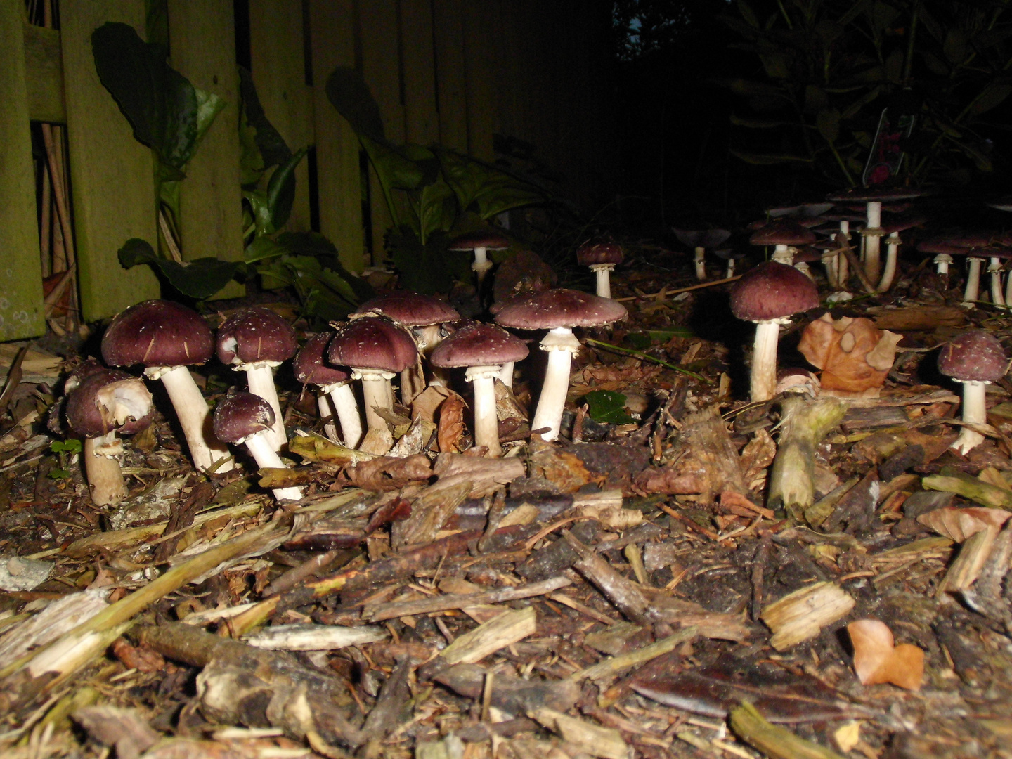 Riesenträuschlinge über Nacht in unserem Garten gewachsen