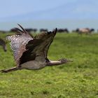 Riesentrappe (Ardeotis kori) im Flug