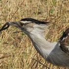 Riesentrappe hat eine kleine Schlange gefangen