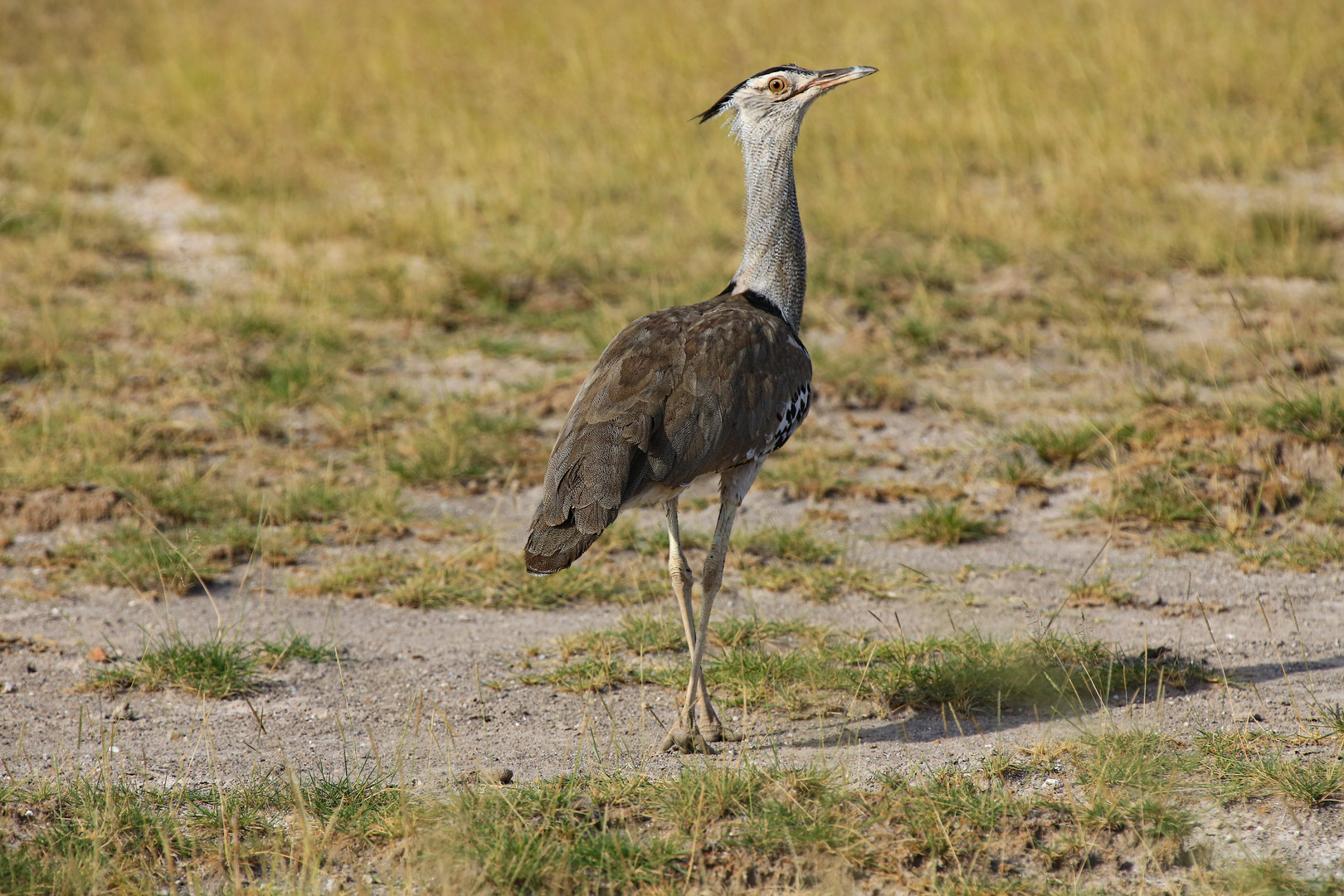 Riesentrappe im Amboseli NP