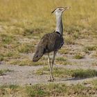 Riesentrappe im Amboseli NP