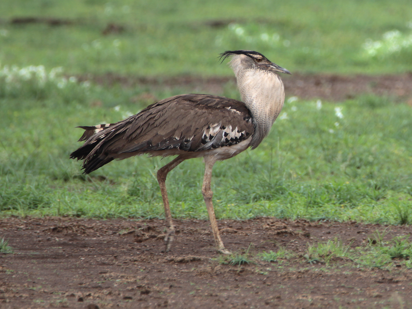 Riesentrappe im Nationalpark Amboseli, Kenia