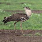 Riesentrappe im Nationalpark Amboseli, Kenia