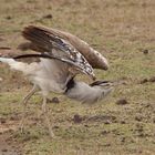 Riesentrappe  -  Kori Bustard