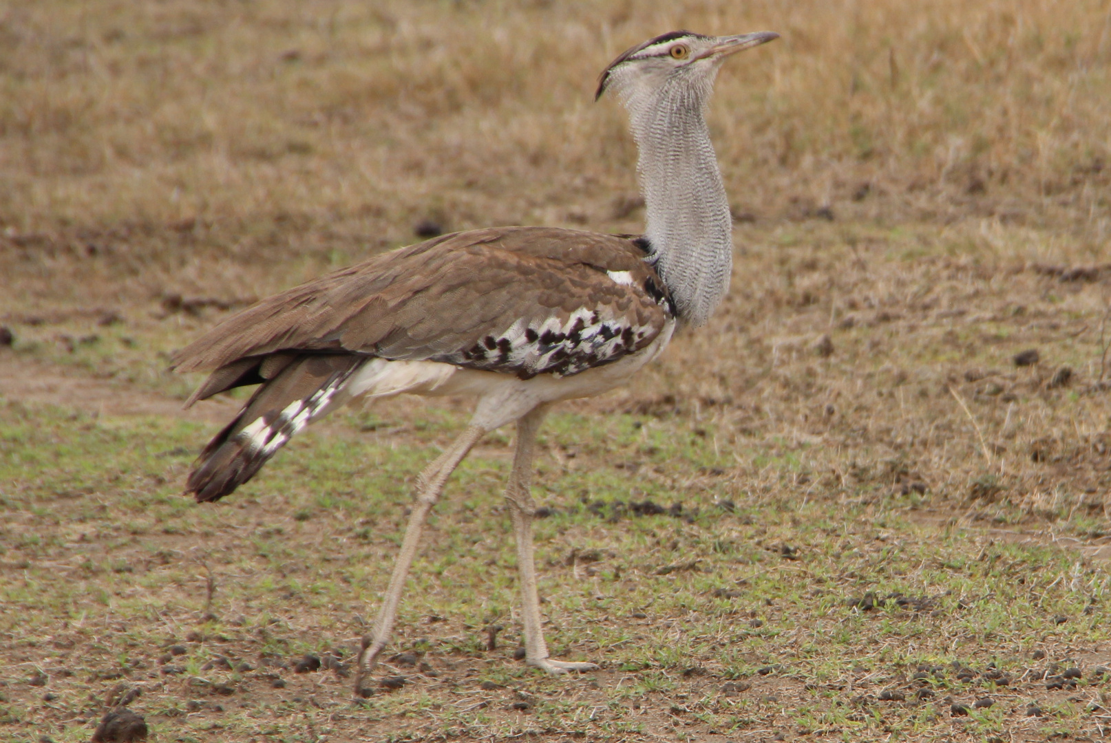 Riesentrappe  -  Kori Bustard