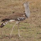 Riesentrappe  -  Kori Bustard