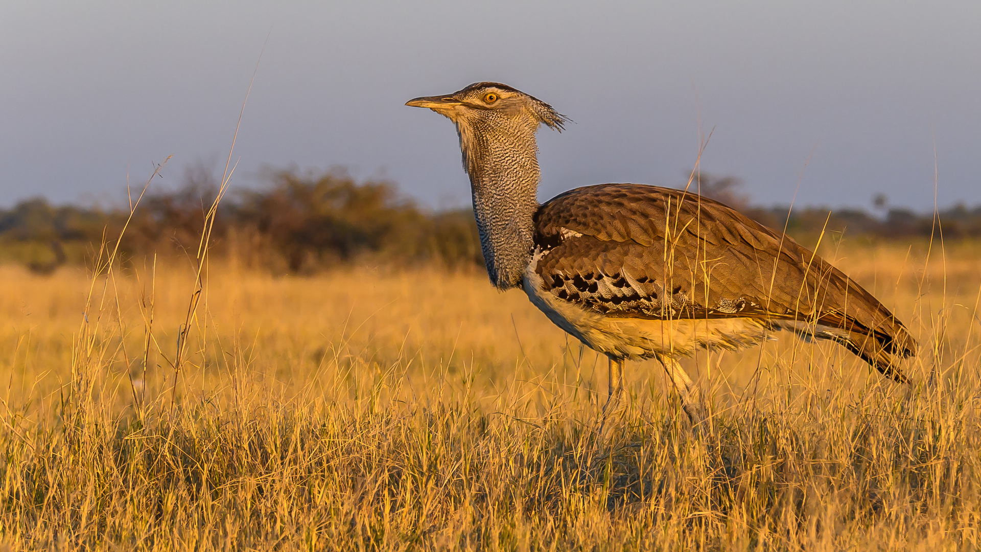 Riesentrappe, Kori Bustard (Ardeotis kori)