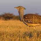 Riesentrappe, Kori Bustard (Ardeotis kori)