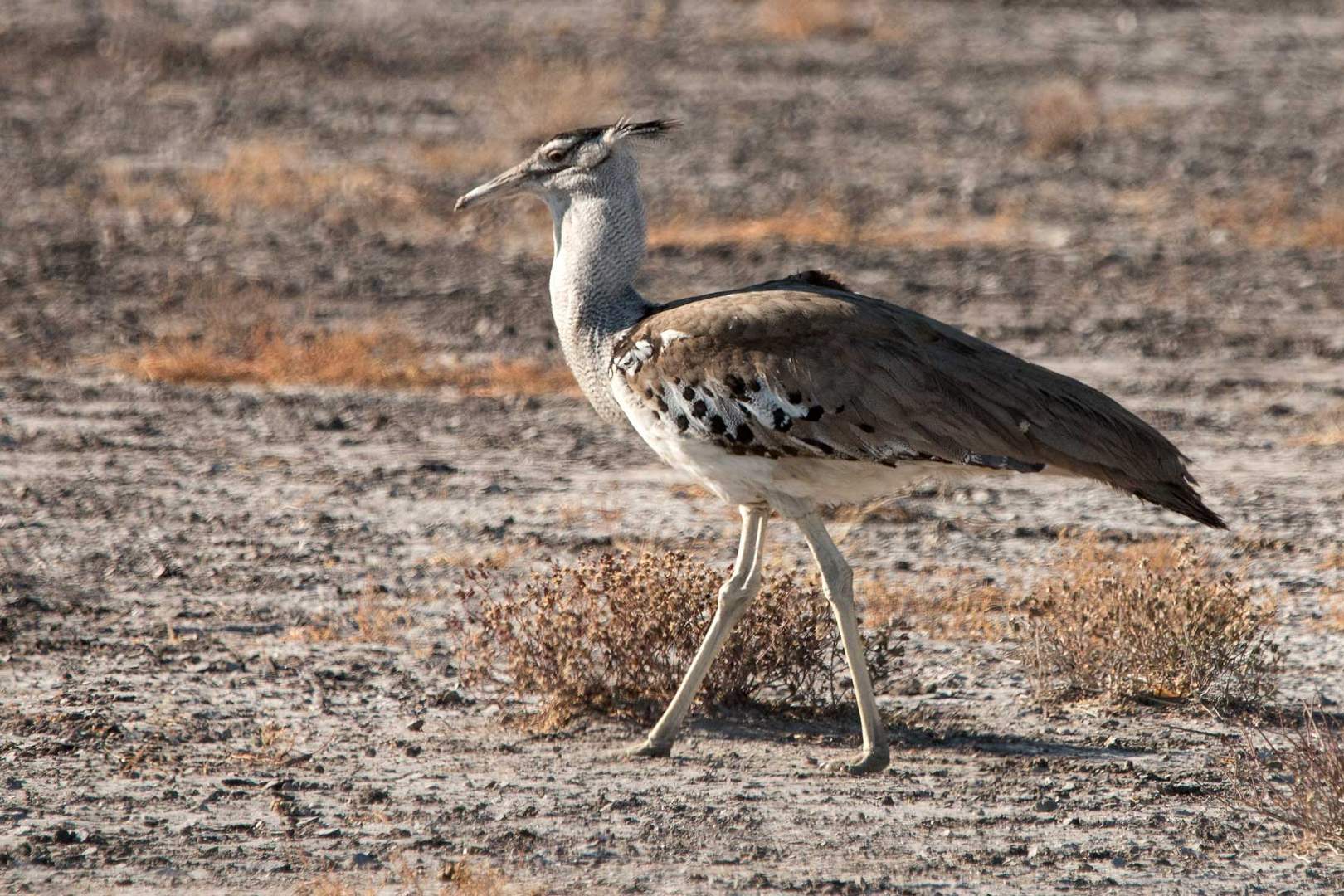 Riesentrappe (Kori Bustard)