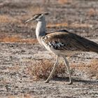 Riesentrappe (Kori Bustard)