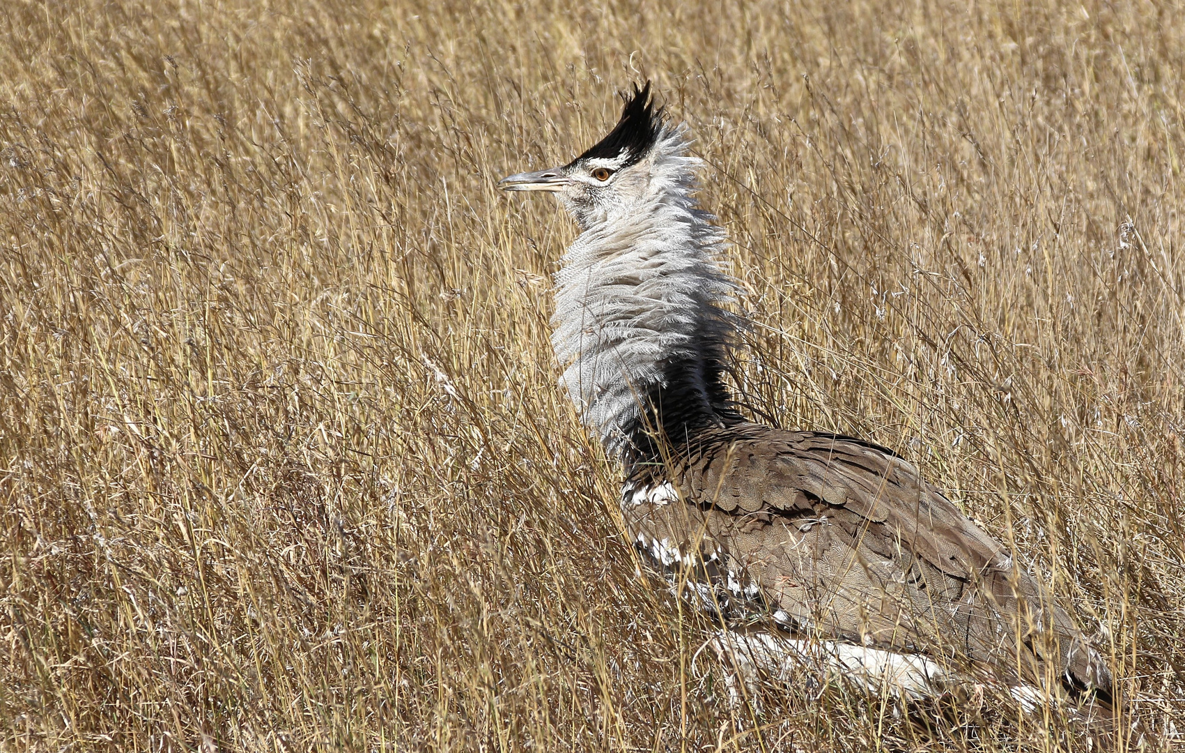 Riesentrappe - Ngorongoro-Krater