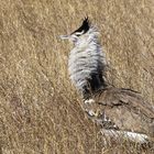 Riesentrappe - Ngorongoro-Krater