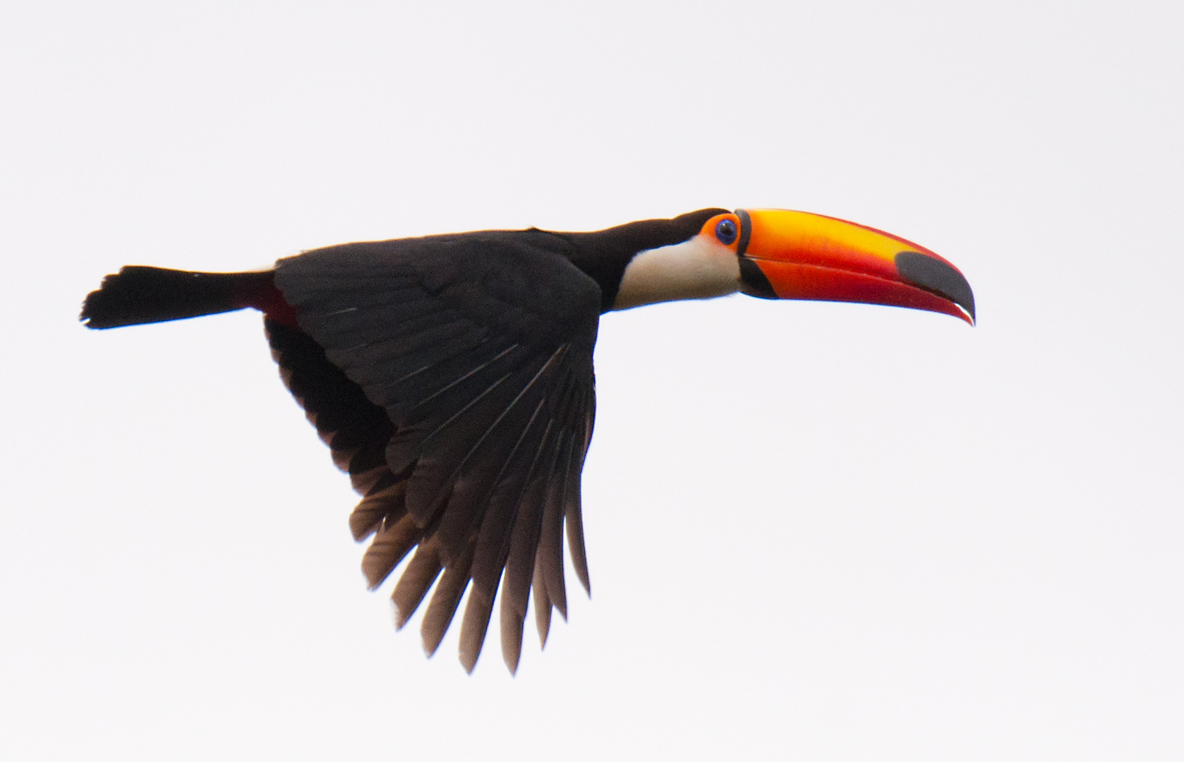 Riesentukan im Flug