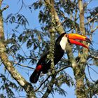 Riesentukan im Iguazu Nationalpark 2