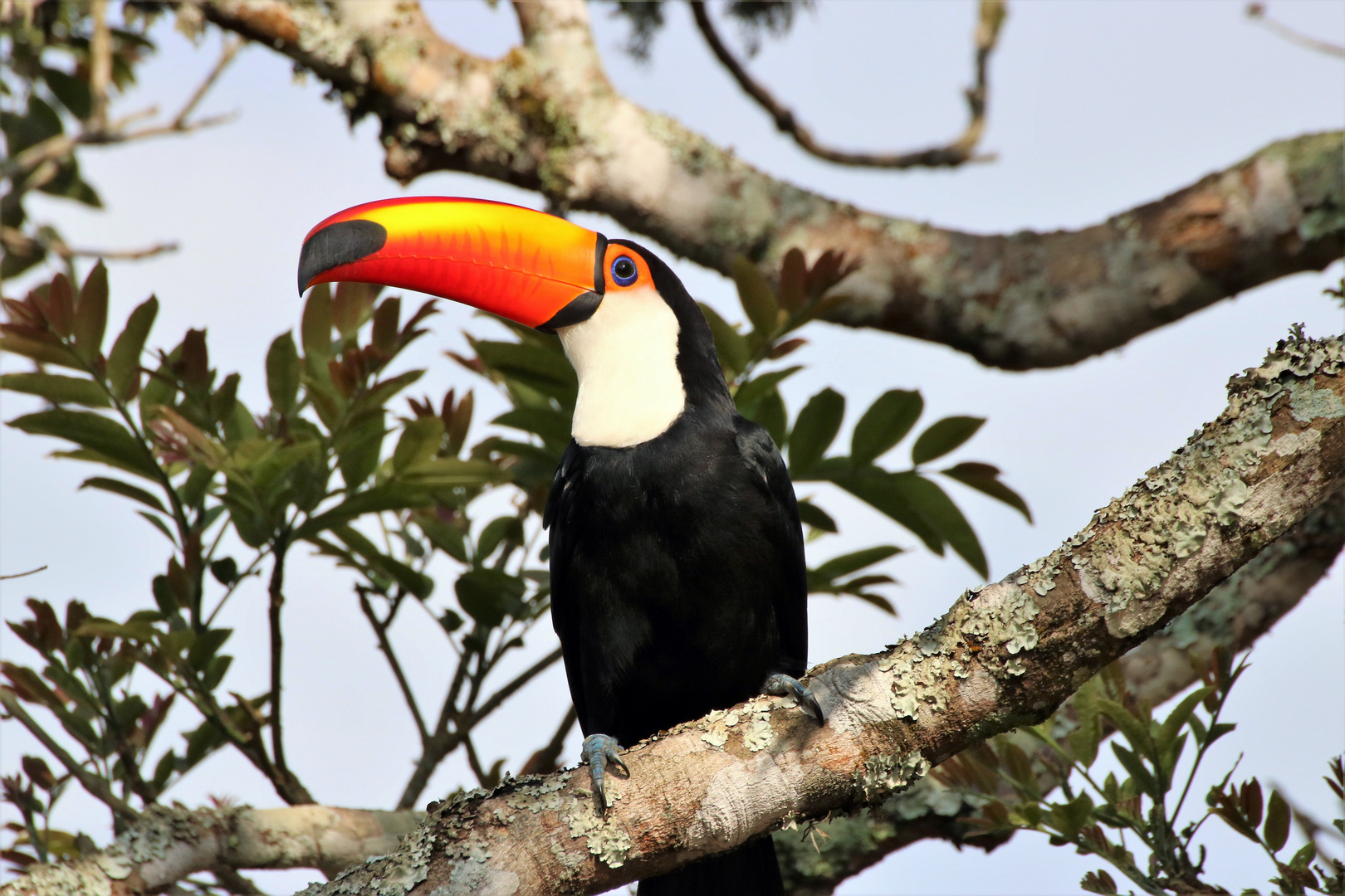 Riesentukan im Iguazu Nationalpark