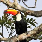 Riesentukan im Iguazu Nationalpark