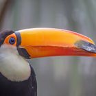 Riesentukan (Ramphastos toco) 