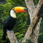 Riesentukan (Ramphastos toco)