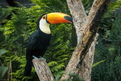 Riesentukan (Ramphastos toco)