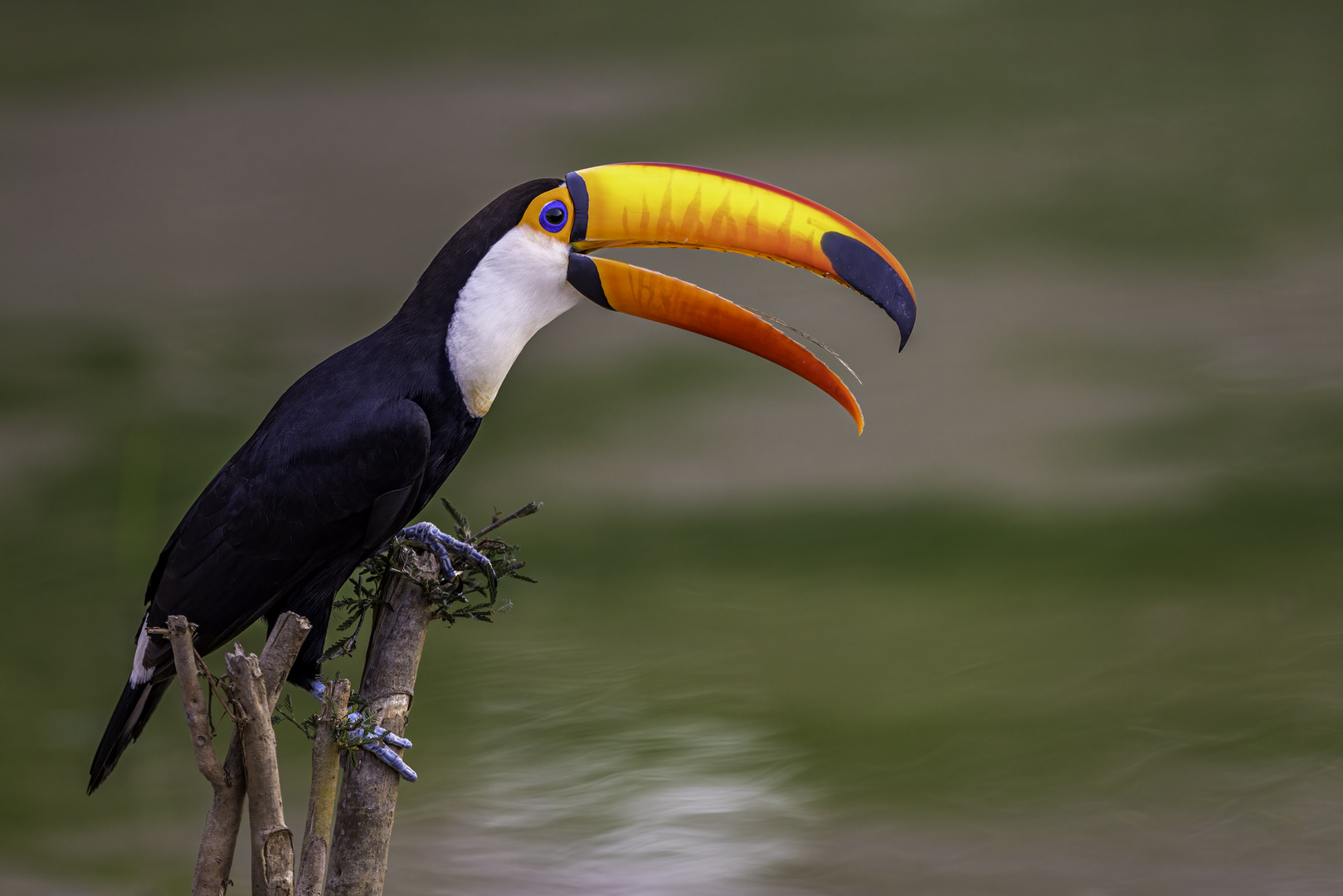 Riesentukan (Toco Toucan)