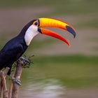 Riesentukan (Toco Toucan)