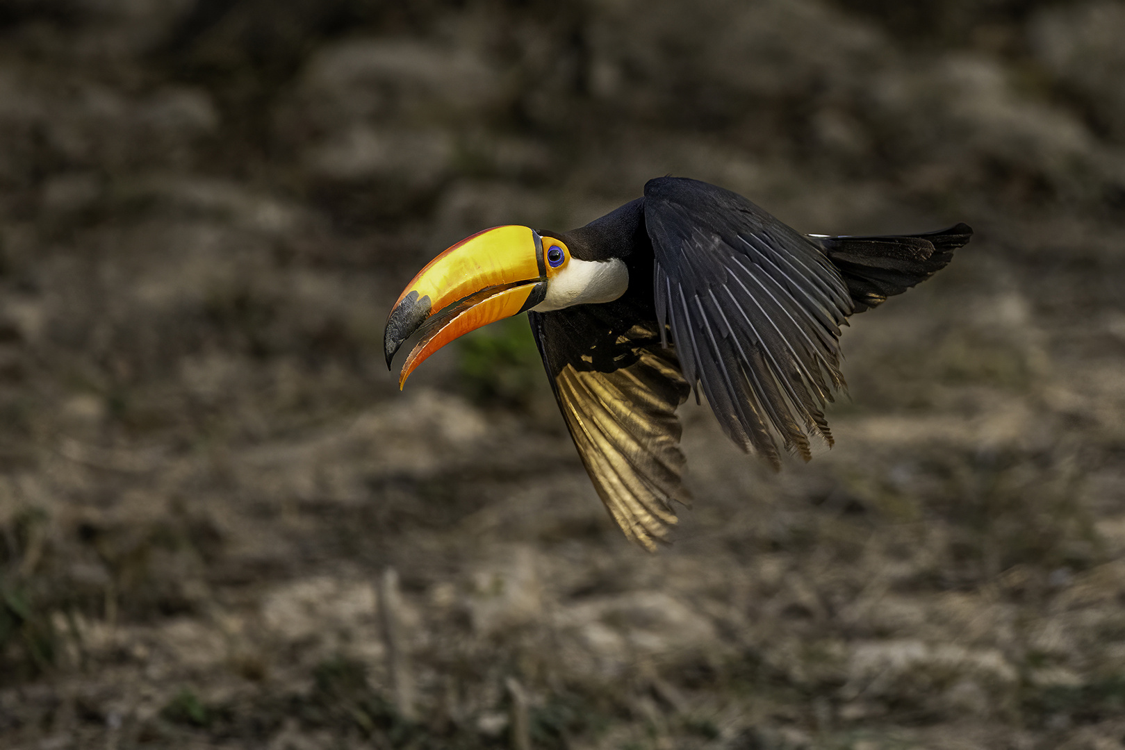 Riesentukan (Toco Toucan)