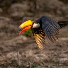 Riesentukan (Toco Toucan)