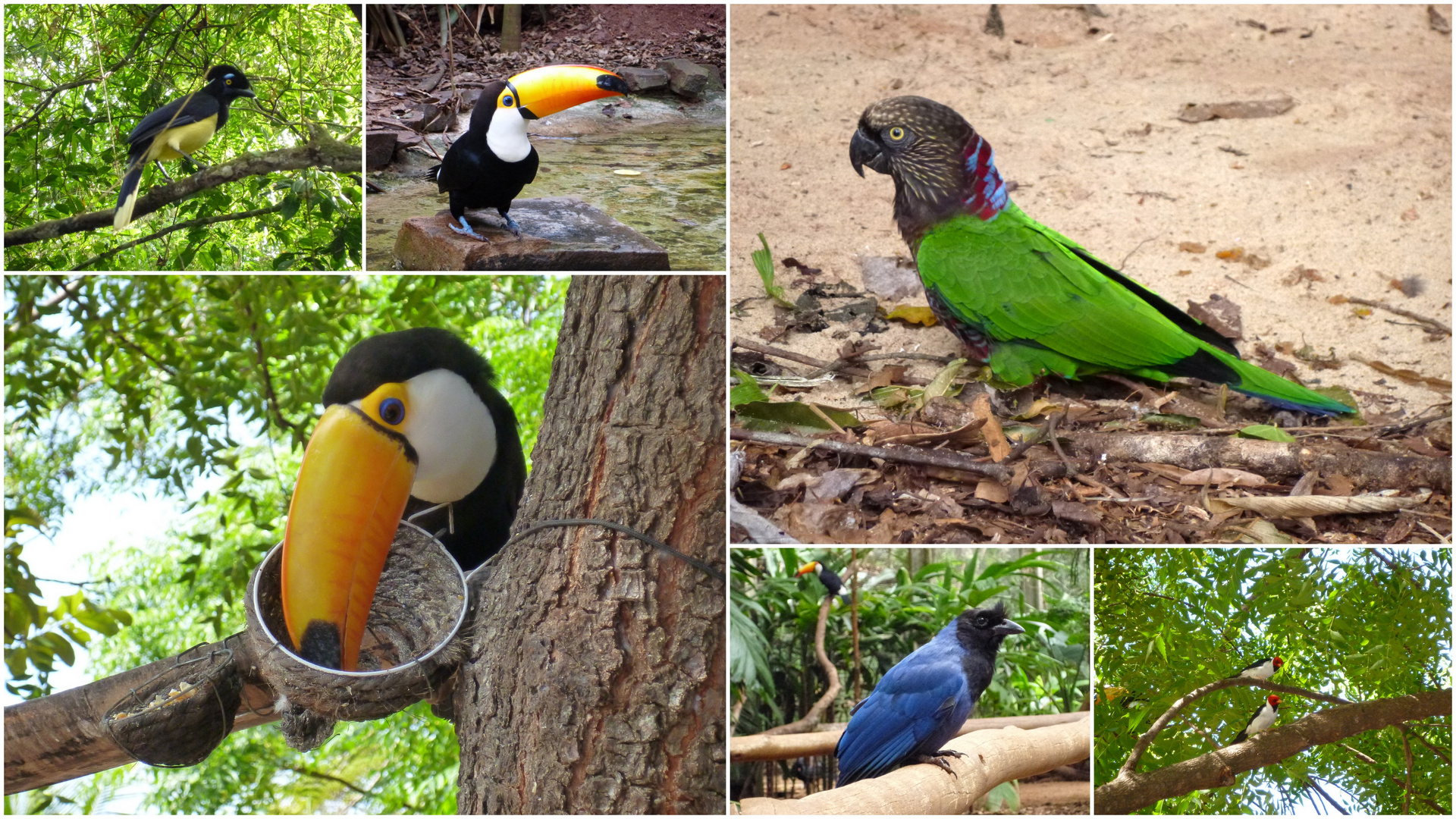 Riesentukan und bunte Papageien Südamerikas