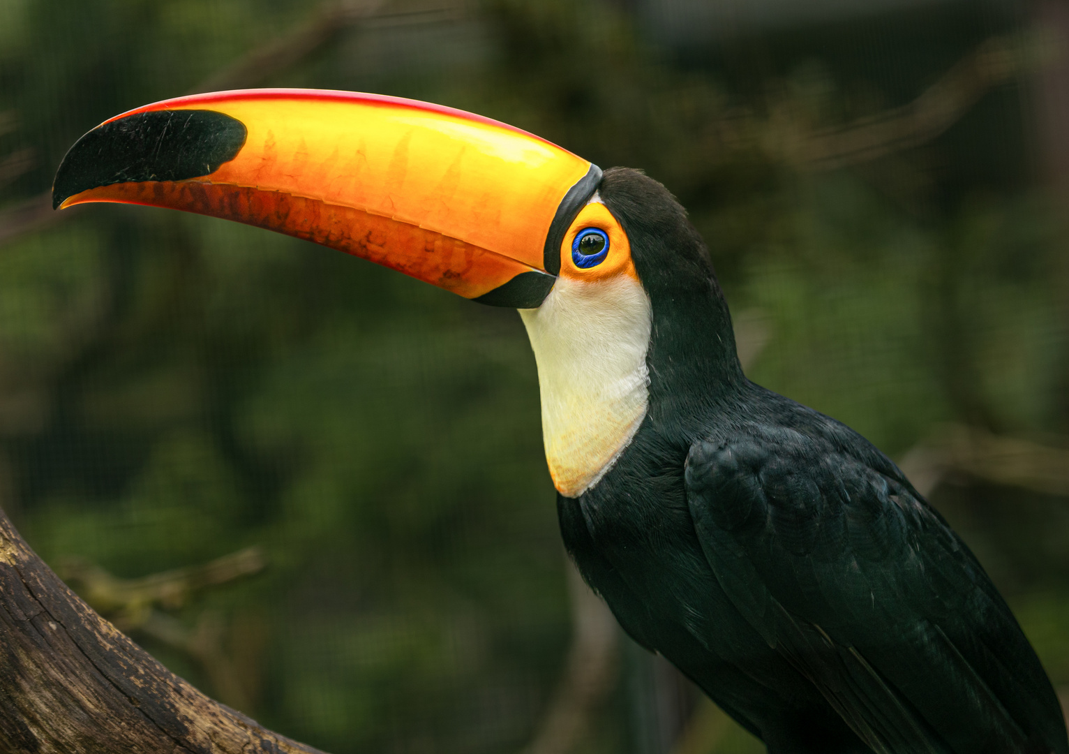 Riesentukan ....Weltvogelpark Walsrode...unterwegs mit Rainer Willenbrock....