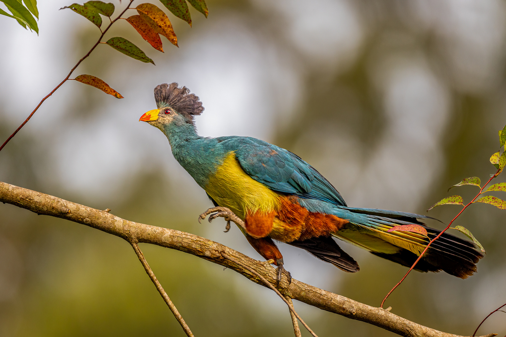 Riesenturako (Great blue Turaco)