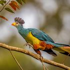 Riesenturako (Great blue Turaco)