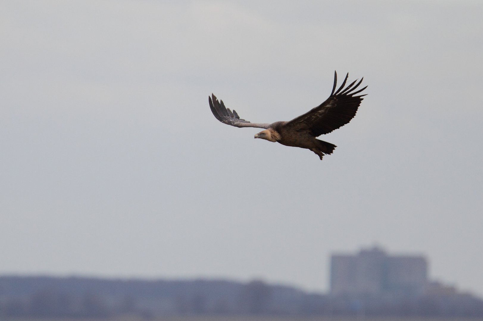 Riesenvogel