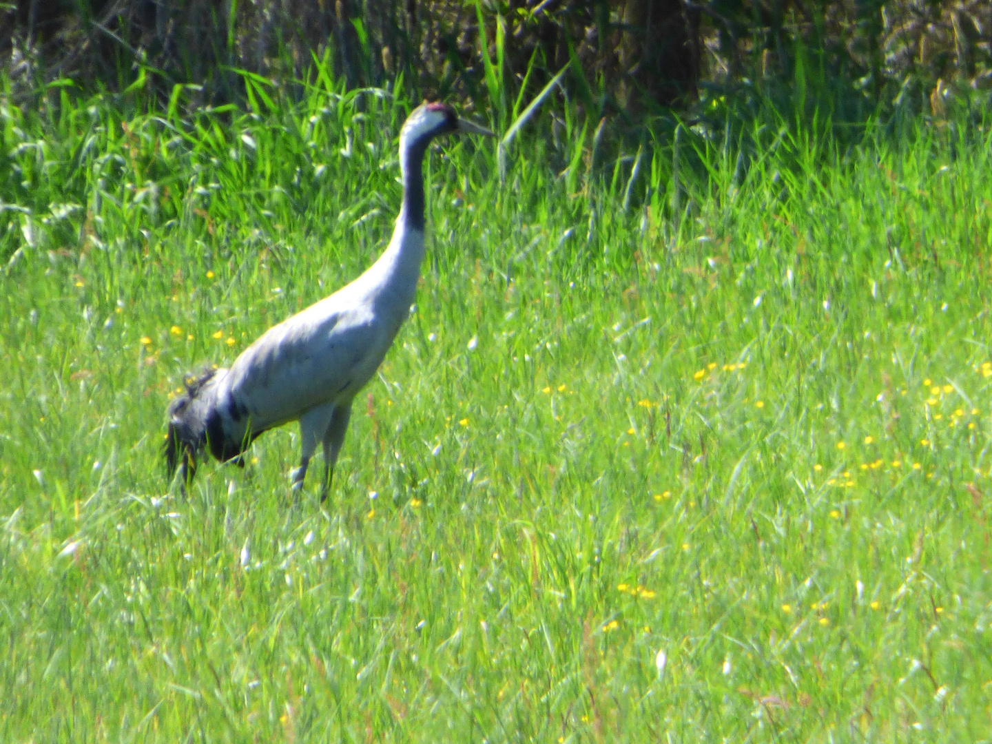 Riesenvogel