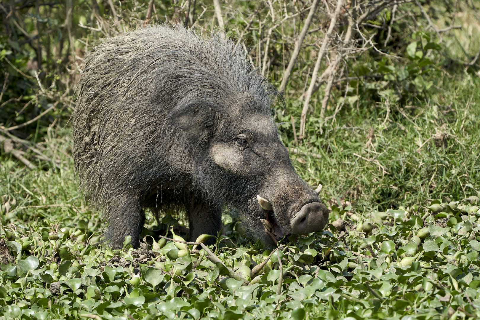 Riesenwaldschwein, 2. Teil 