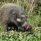 Riesenwaldschwein, 2. Teil 