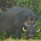 Riesenwildschwein