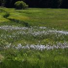 Riesenwollgrasbestände im Ostertgebirge ganz oben bei Cinnovec (Zinnwald)