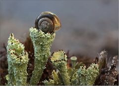 Riesenwuchs bei den Flechten?