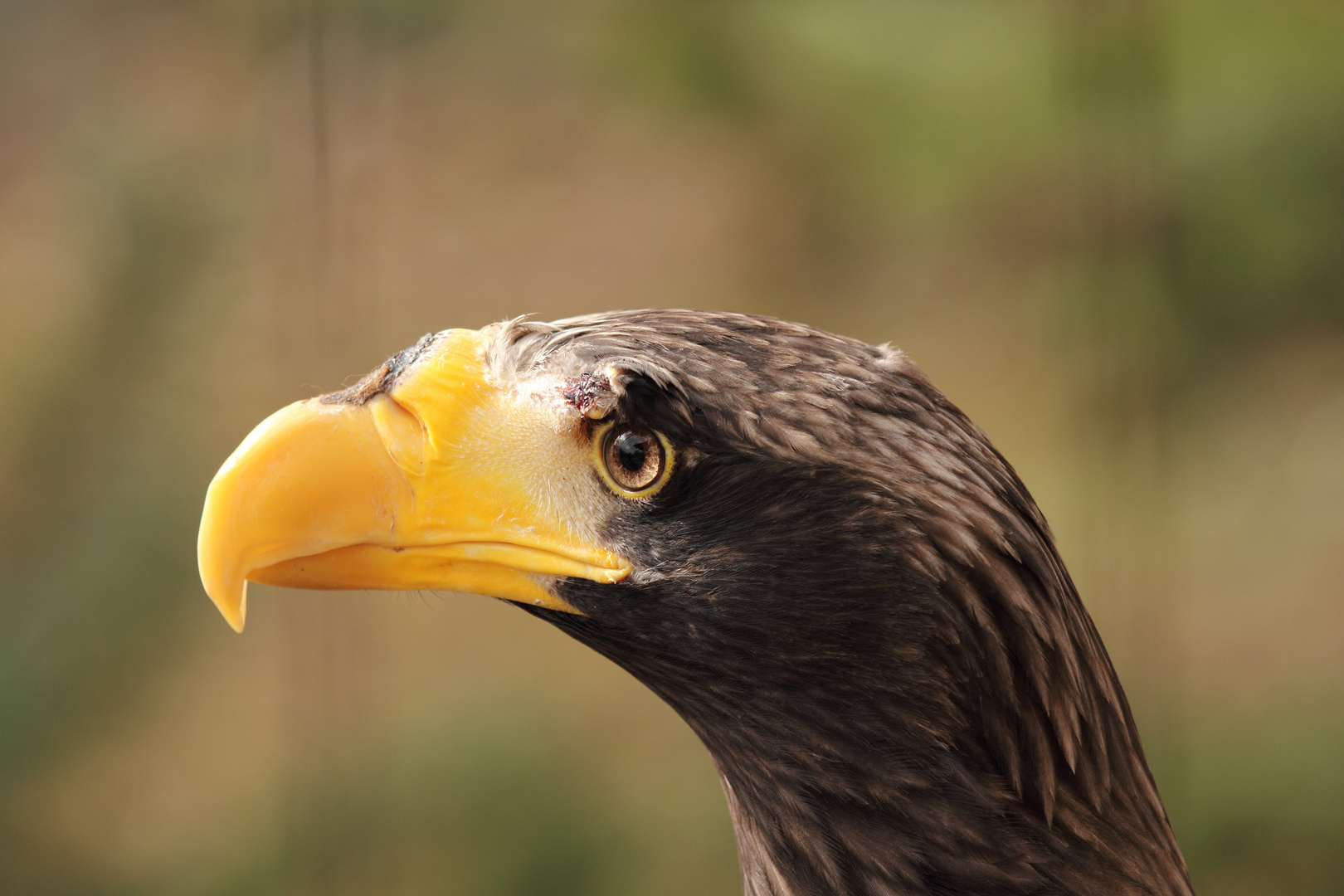 Rieseseeadler