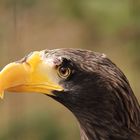 Rieseseeadler