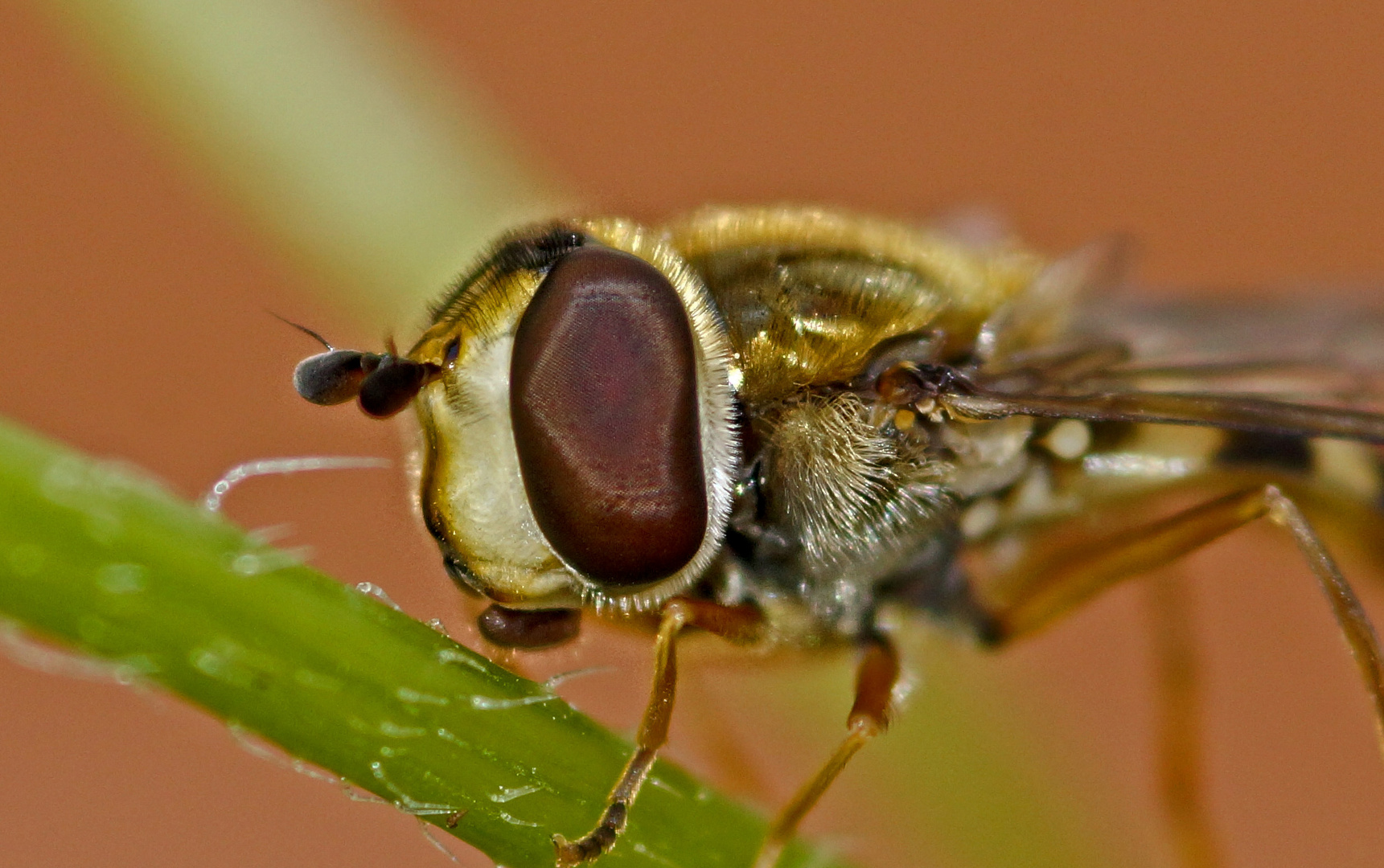 Riesige Augen