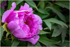 riesige Blüte