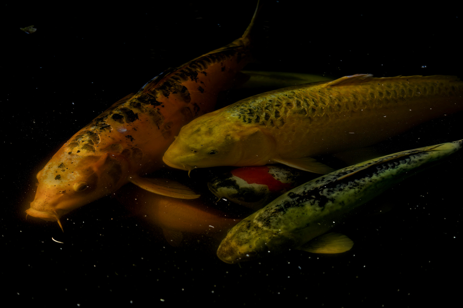 Riesige "Goldfische"