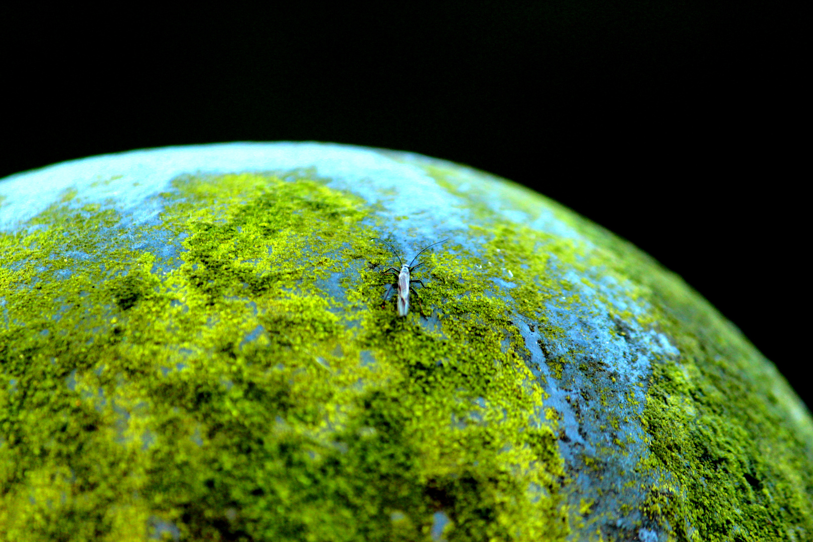 Riesige Insekten erobern die Welt!